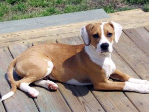 Brown Beagle Mix Dog