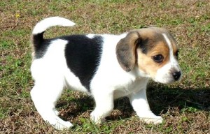 Mix Beagle Puppy