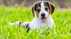 Beagle cute puppy