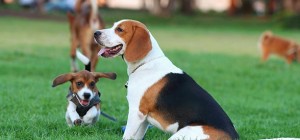Beagle dog breed in garden