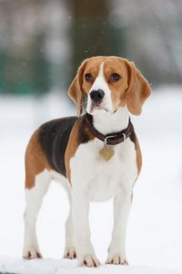 Beagle dog breed