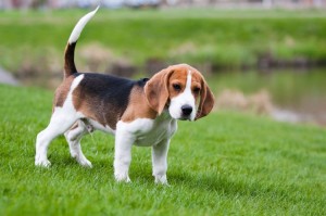 Beagle dog in garden