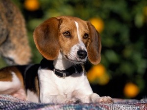 Beagle dog sitting