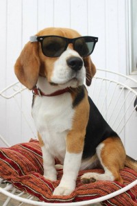 Beagle dog with sunglasses