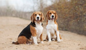 Beagle dogs photo