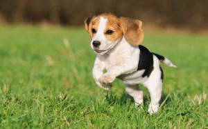 Beagle puppy jumping