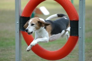 Beagle training picture