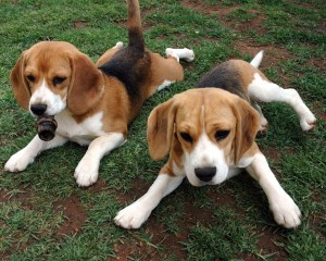 Beagles dog puppy