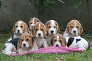 Beagles family photo