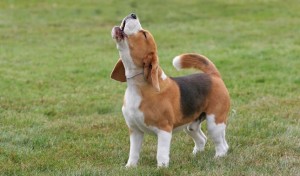Beagles photo