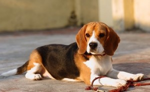 Best beagle dogs