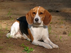 Big beagle dog