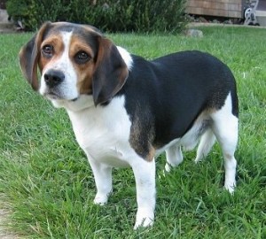 Black white Beagle