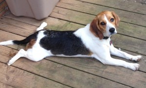 Female beagle image