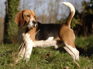 Large beagle dog