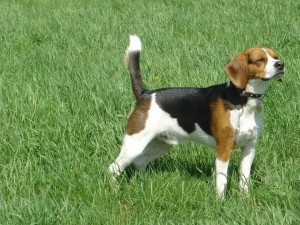 Lovely beagle dog
