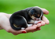 New born beagle puppy