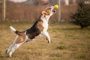 Playing beagle dog