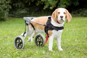 Rescue beagal dog