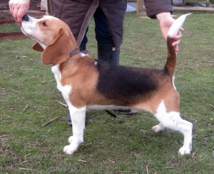 Stunning beagle dog
