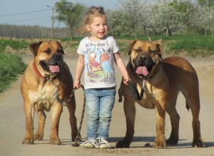 boerboel-kinds-frendly