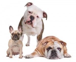 American French and English Bulldog