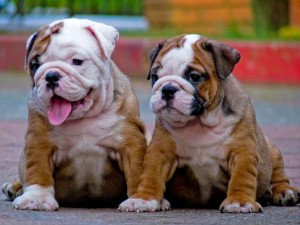 English Bulldog Puppy