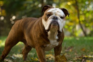 English Bulldog breed