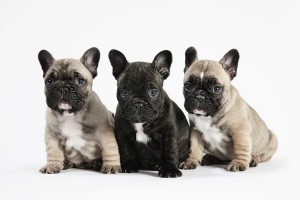 French Bulldog photo