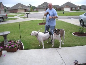 American bulldog training