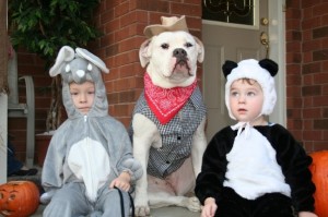American bulldog with costume