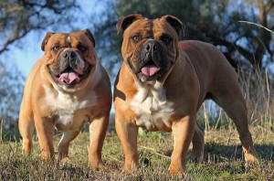 Australian bulldog