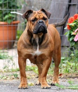 Big bull dog