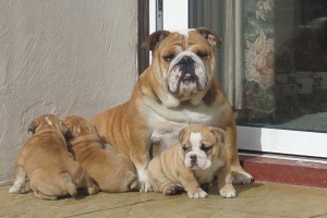 British bulldog