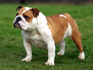 Bulldog breeds photo