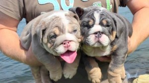 Bull dog puppies