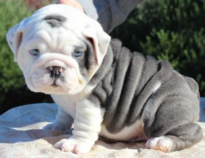 Bull dog puppy photo