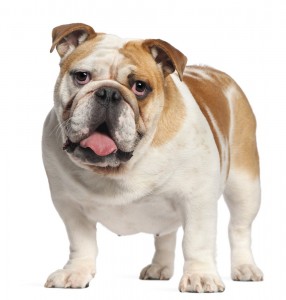 Bulldog breed