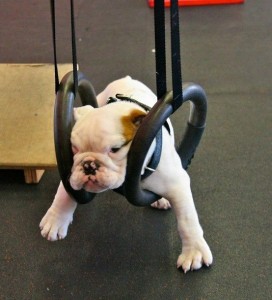 Bulldog exersice