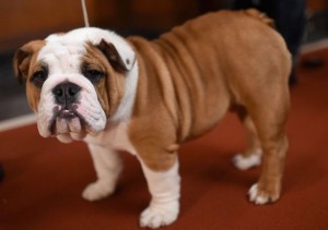 Bulldog image