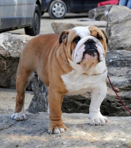 Bulldog picture