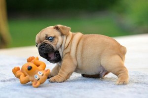 Bulldog puppy with toy