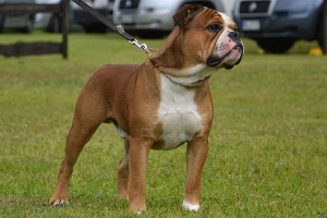Cntinental bulldog