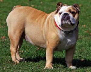 English bulldog