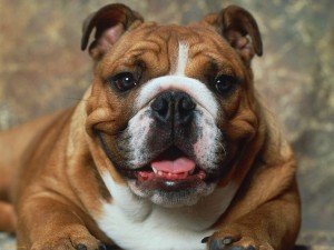 Large bulldog breed
