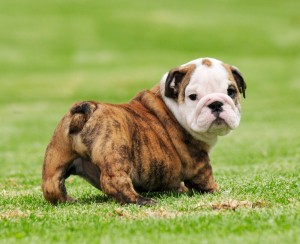 Small bull dog picture