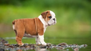 Small puppy bulldog