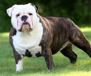 Victorian bulldog