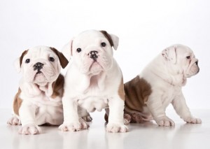 White bulldog