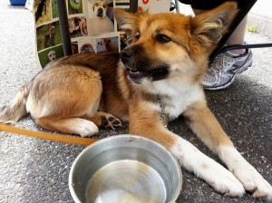 corgi german shepherd mix uk